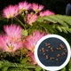 Альбіція насіння (10 шт) (Albizia julibrissin) ленкоранська акація мімоза шовкова - зображення 5