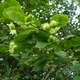 Лещина древовидная семена (20 шт) (Corylus colurna) турецкий фундук медвежий орех - изображение 7