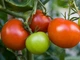 Насіння Томат Загадка 0,25г GL Seeds - зображення 2