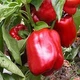 Семена Перец Калифорнийское чудо красное 0,25г Семена Украины - изображение 2