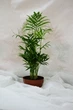Пальма Хамедорея Chamaedorea, горщик ⌀9, висота 30-40см - изображение 2