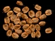 Ревень семена 1 грамм (около 70 шт) (Rheum rhabarbarum) ранний румбамбар - изображение 2