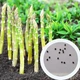 Спаржа семена 1 грамм (около 50 шт) многолетняя (Aspáragus officinális) аспарагус садовый - изображение 1