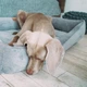 Лежак для собак Harley and Cho Dreamer 120 х 80 x 18 см с бортами Grey Velvet (3100098) - изображение 5