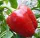 Семена Перец сладкий Звезда востока красная, 0,25 г (GL Seeds) - изображение 2
