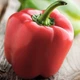 Семена Перец сладкий Красный сыр, 0,25 г (GL Seeds) - изображение 3