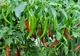 Семена Перец острый Вестландия, 0,25 г (GL Seeds) - изображение 4
