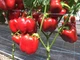 Семена Перец сладкий Красный куб F1, 0,25 г (GL Seeds) - изображение 5