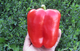 Семена Перец сладкий Геракл, 0,25 г (GL Seeds) - изображение 4