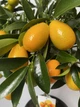 Цитрусове дерево Кумкват Маргарита h 75 см - изображение 2