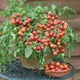 Насіння Томат Малинова троянда, 20 шт (Сонячний березень) - зображення 2