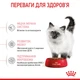 Сухий корм Royal Canin KITTEN для кошенят 2кг - изображение 4