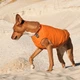 Жилет для собак Pet Fashion E.Vest S (помаранчевий) - зображення 5