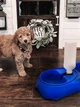 Пластиковая миска для собак/котов с поилкой pet feeder голубая - изображение 2