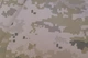 Ткань Плащ Воен водоотталкив Мягкая Укр. Пиксель темный беж пог. м. (21271) - изображение 1