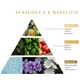 Аромадифузор Logevy Firenze MAGNUM 3000 ML Albicocca e Basilico (Абрикос & Базилік) (LOG0134) - изображение 2
