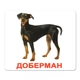 Набір великих ламінованих карток Домана Породи собак українською 20 шт Вундеркінд з Пелюшок (2100064388514) - зображення 5