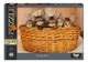 Пазл "Funny kittens" Danko Toys, 500 эл. (C500-14-0900001111) - изображение 2