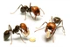 Красноголовые муравьи жнецы (Messor Barbarus) для муравьиной фермы - изображение 2
