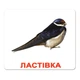 Набор больших карточек Домана Птицы на украинском 20 шт Вундеркинд с Пеленок (2100064096532) - изображение 9