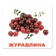 Набор больших ламинированных карточек Домана Ягоды на украинском 20 шт Вундеркинд с Пеленок (2100064094217) - изображение 11