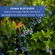 Саджанець лохини (чорниці) сорту БЛУ КВІН (BLUE QUEEN) 2 роки висота 45-60 см - зображення 2