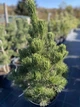 Сосна белокорая Green Giant - изображение 2