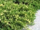 Ялівець китайський Ekspansa Variegata 10л - зображення 1