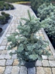 Пихта lasiocarpa Compacta С10 - изображение 2