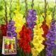 Преміум гладіолуси Fantastik (брендова упаковка) Florium (205211) - зображення 1