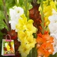 Преміум гладіолуси Fransua (брендова упаковка) Florium (205210) - зображення 1