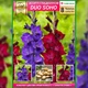 Преміум гладіолуси DUO Soho (брендова упаковка) Бордовий, Фіолетовий Florium (205213) - зображення 3