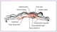 Гимнастическое спортивное фитнес колесо Double wheel Abs health abdomen round | Тренажер-ролик для мышц - изображение 7