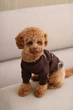 Свитер вязаный медведь для собак Dogs Bomba коричневый, размер 3 - изображение 4
