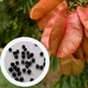 Кёльрейтерия метельчатая семена (10 шт) (Koelreuteria paniculata) мыльное дерево - изображение 1