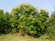 Кёльрейтерия метельчатая семена (10 шт) (Koelreuteria paniculata) мыльное дерево - изображение 2