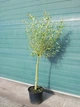 Ива Карадок / Salix Caradoc С10/ Н180-200 - изображение 2