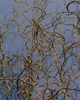 Ива Карадок / Salix Caradoc С10/ Н180-200 - изображение 8
