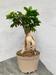 Бонсай Фикус Гинсенг Микрокарпа Ficus Microcarpa Ginseng в вазоне 20х45 см. (9491) - изображение 1