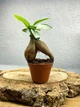 Бонсай Фикус Гинсенг Микрокарпа Ficus Microcarpa Ginseng в горшке 6х15 см - изображение 2