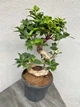 Бонсай Фикус Гинсенг Микрокарпа Ficus Microcarpa Ginseng в горшке 23х55 см. (9434) - изображение 2