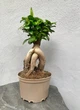 Бонсай Фикус Гинсенг Микрокарпа Ficus Microcarpa Ginseng в вазоне 20х45 см. (9491) - изображение 3