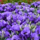 Насіння Еустома Флорида синя F1, великоквіткова, 5 шт (GL Seeds) - зображення 4