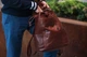 Мужской кожаный рюкзак с клапаном Ashwood Leather Harvey Tan - изображение 7