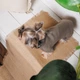 Pet Fashion Marco вишиванка для собак S - изображение 3