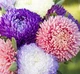 Семена Астра Крестелла Mix, бордюрная, 0,3 г (GL Seeds) - изображение 2
