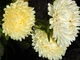 Насіння Астра Юлія, хризантемоподібна, 0,3 г (GL Seeds) - зображення 3
