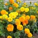 Семена Бархатцы Чемпион смесь, 0,5 г (GL Seeds) - изображение 3