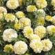 Семена Бархатцы Констанция, 0,5 г (GL Seeds) - изображение 5
