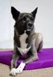 Матрац Харлей №1 "Lucky Pet" для собак, фіолетовий, 40х50х5см - зображення 5